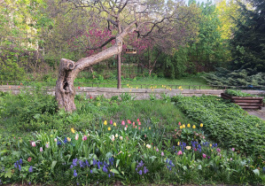 kwitnące wioenne kwiaty, obok drzewa